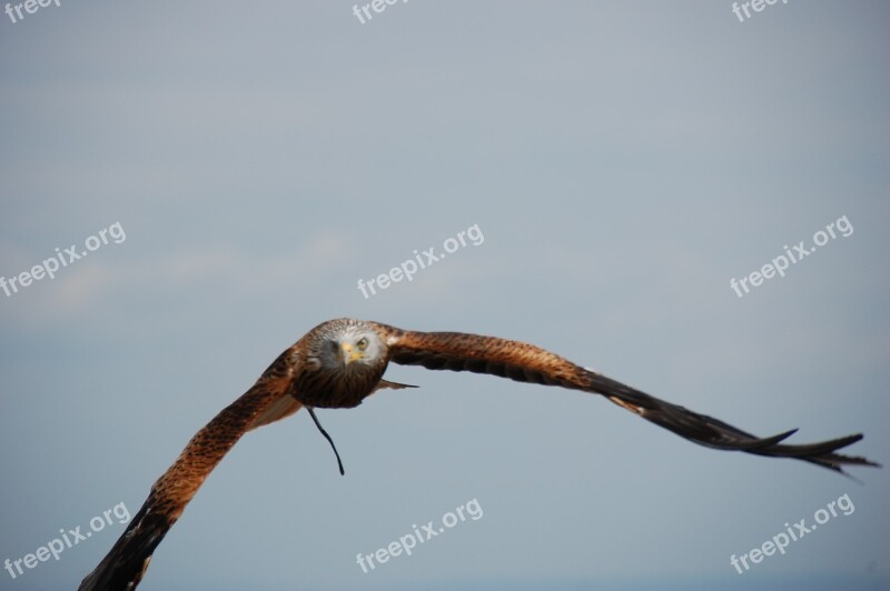 Bird Raptor Flight Nature Bird Of Prey