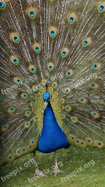 Peacock Spring Nature Plumage Magic