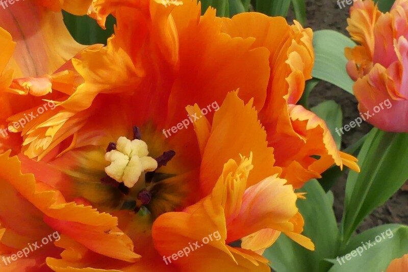 Macro Tulip Orange Spring Blossom