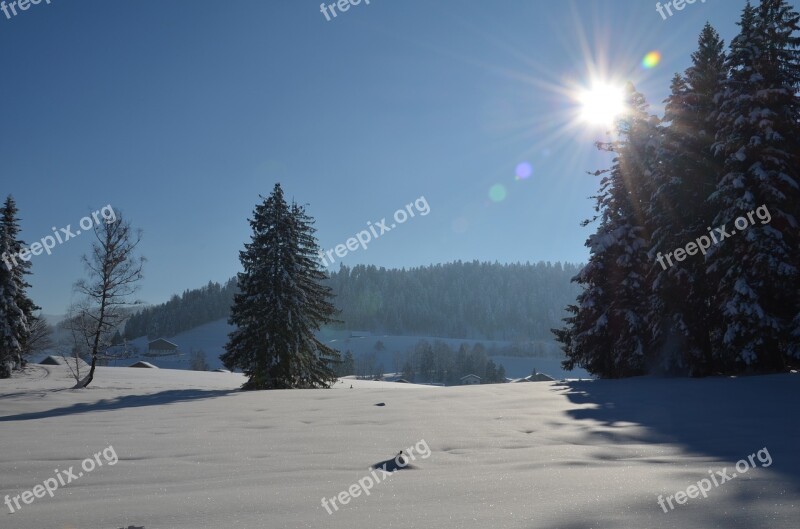 Winter Landscape Tree Snow Cold