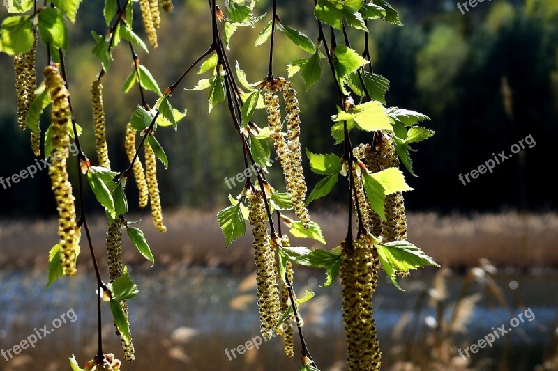 Birch Donuts Flowering Plant Nature