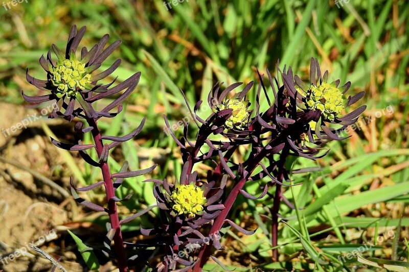 Meadow Spring Lawn Vegetation Blooming