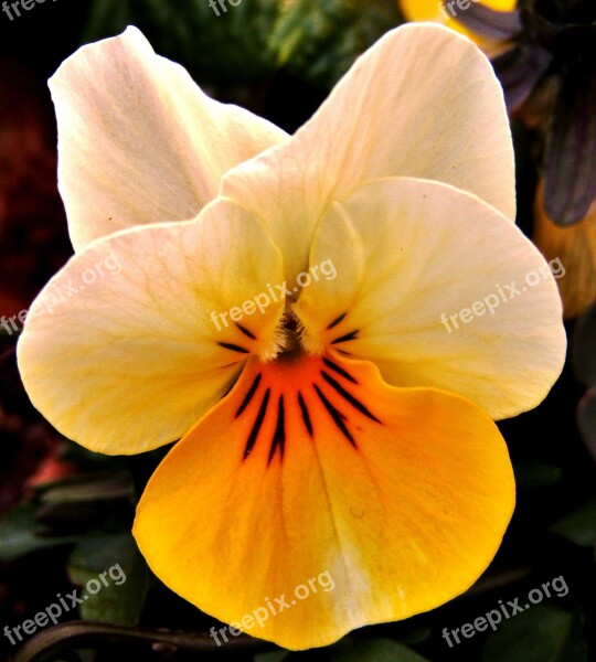 Yellow White Pansy Spring Violet