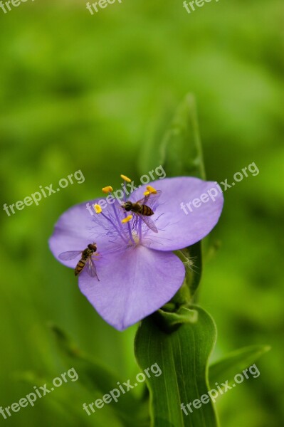 Hoverfly Hoverflies Insect Wings Nature