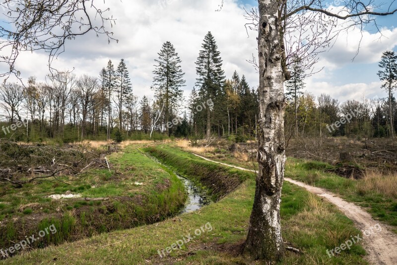 Trees Path Forest Landscape Outdoors