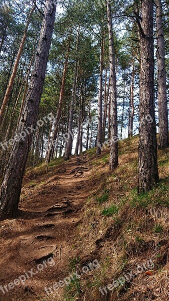 Path Forest Walkway Tourism Trees