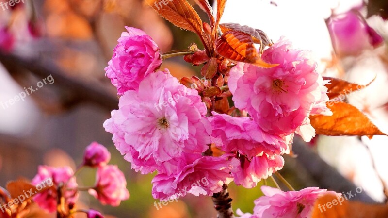 Ornamental Cherry Blossom Bloom Pink Branch