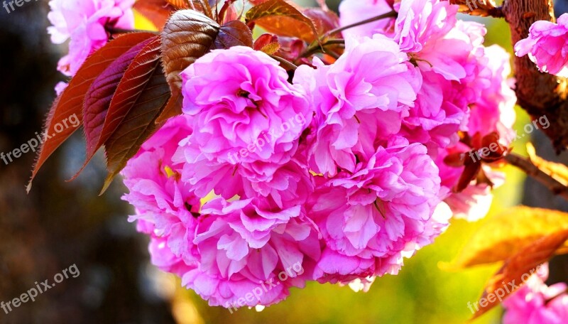 Ornamental Cherry Blossom Bloom Pink Branch