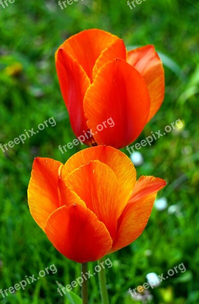 Tulip Red Blossom Bloom Spring