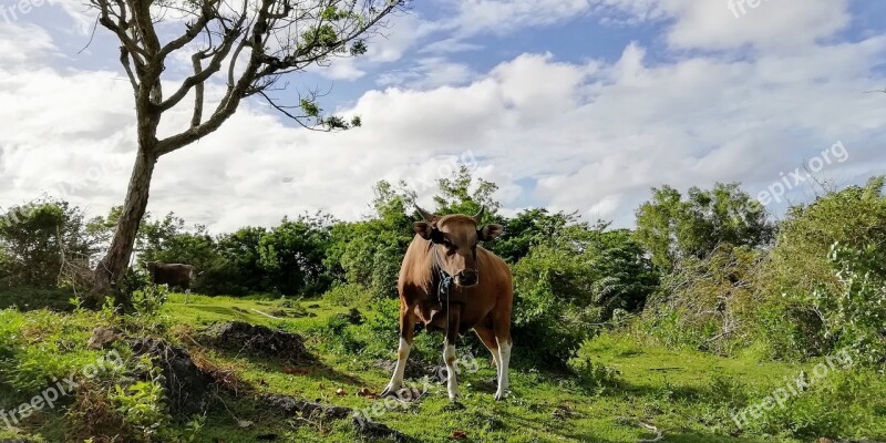 Cow Bull Farm Animal Scot