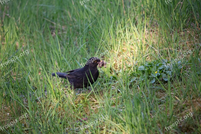 Black Bird Bird Nature Animal Urban Birds