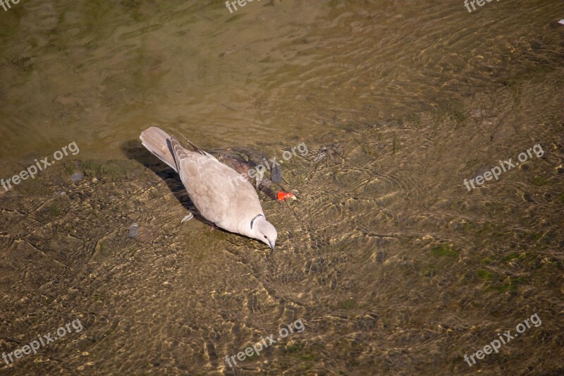 Dove Pigeon Bird Animal Animal World