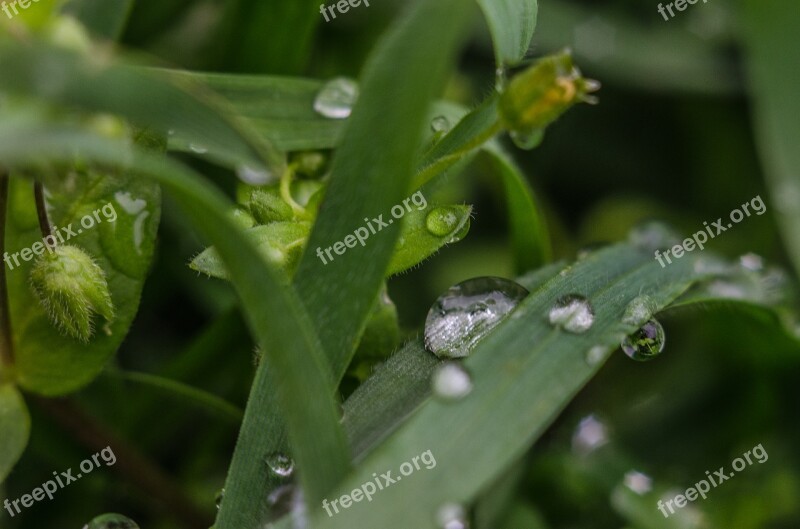 Grass Macro Waterdrop Water Rain