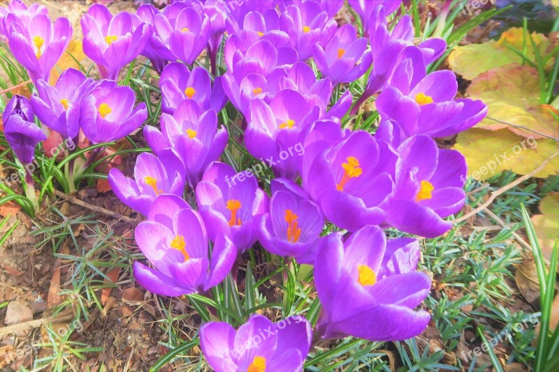 Crocus Flower Spring Nature Purple