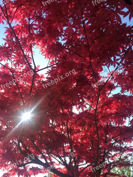 Tree Red Nature Autumn Leaves