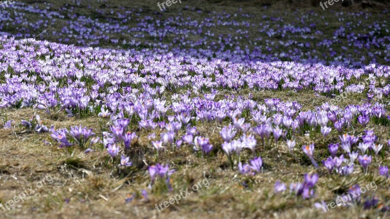 Crocus Flower Chochołowska Valley Tatry Purple