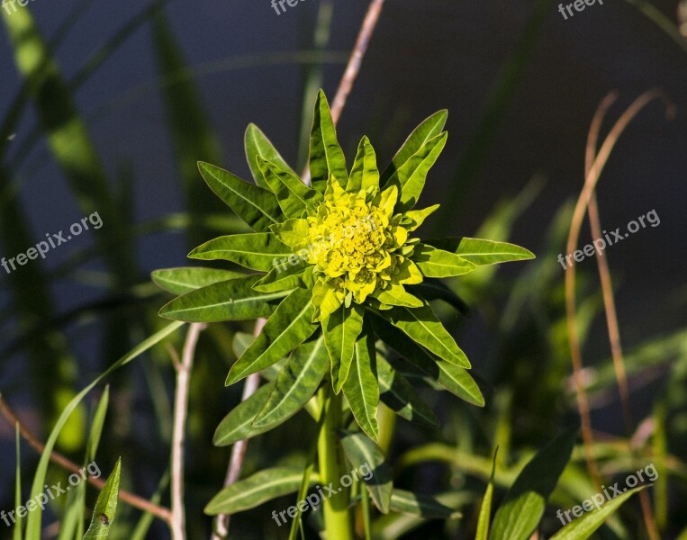 Flower Flowers Meadow Villosa Iris Green