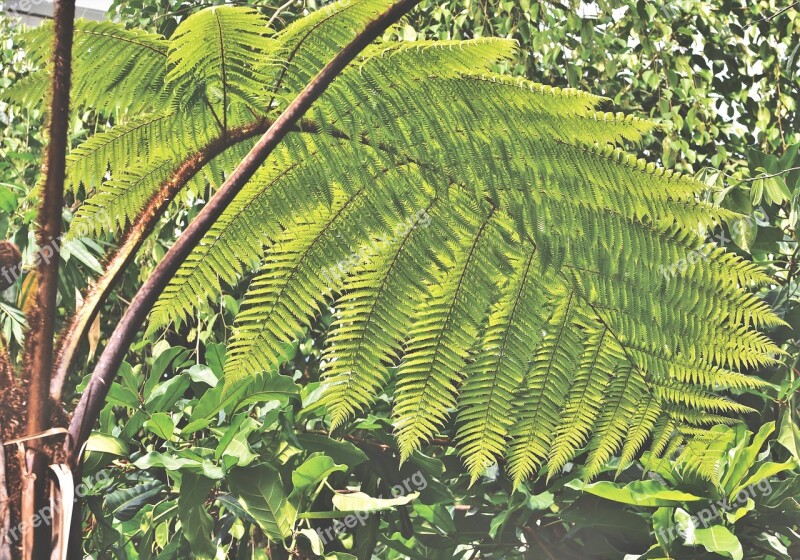 Palm James Palm Fronds Palm Tree Frond