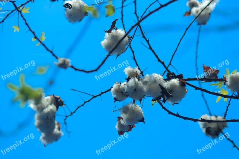 Cotton Cotton Plant Seed Plant Nature