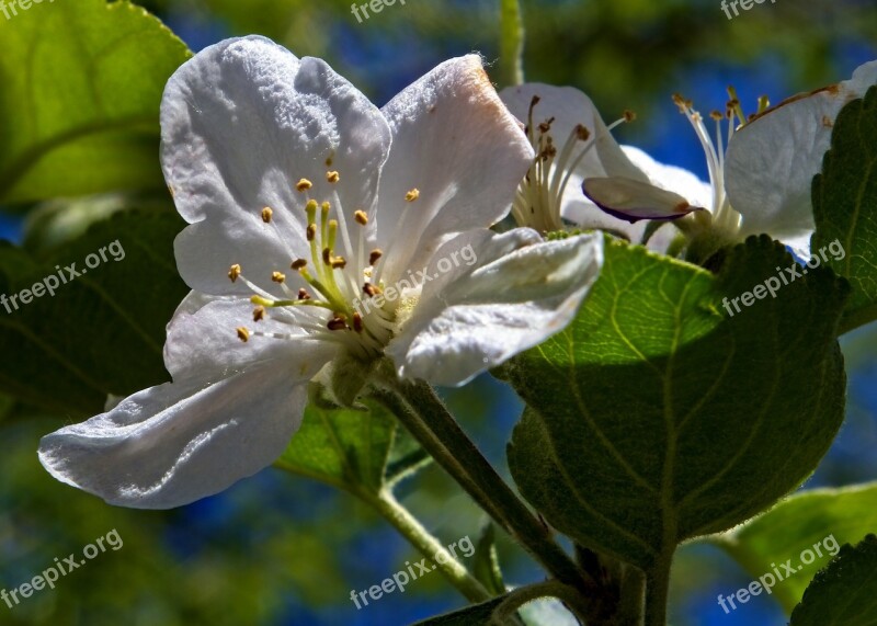 Apple Blossom In Arkansas Blossom Spring Bloom Branch