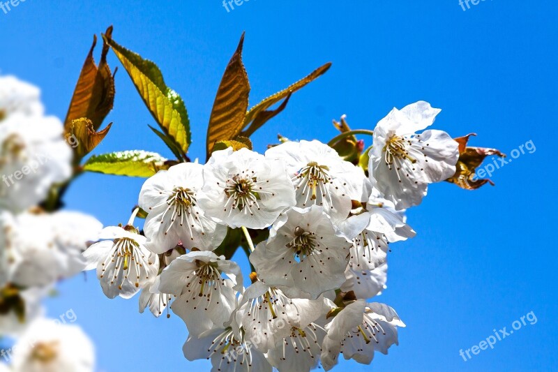 Cherry Blossom Bloom Flowers Spring Lenz