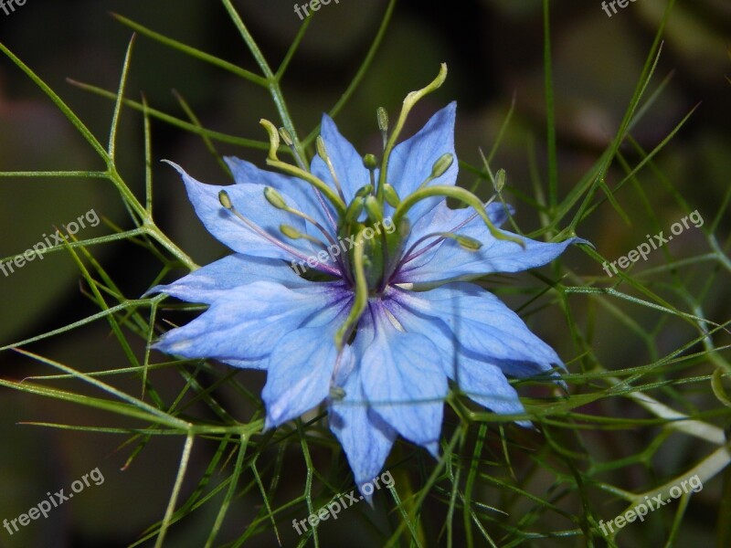 Virgin In The Green Flower Summer Free Photos