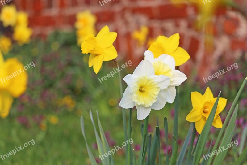 Osterglocken Spring Yellow Daffodils Easter