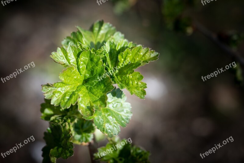 Leaves Shoots Green Bush Currant