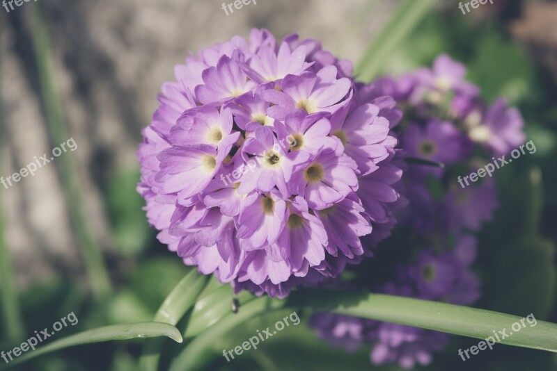 Drumstick Flower Blossom Bloom Violet