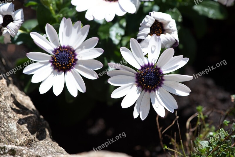 Flowers Garden White White Flowers Nature