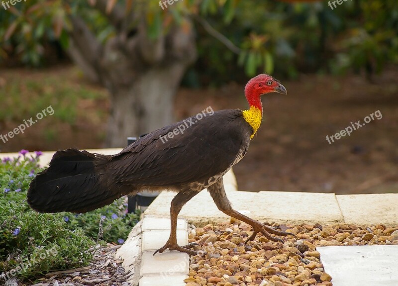 Brush Turkey Bird Black Yellow Red