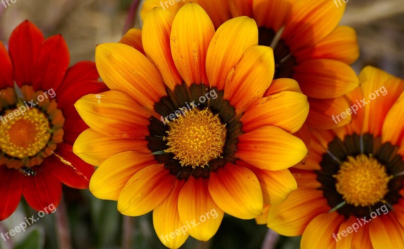 Gazania Flowers Blooms Orange Petals