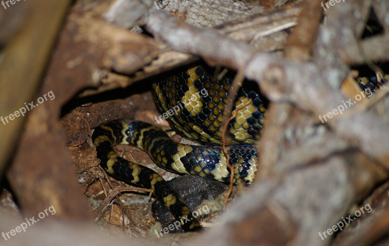 Carpet Python Snake Python Coiled Close-up