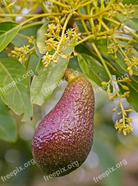 Hass Avocado Blossom Flowers Fruit Tree