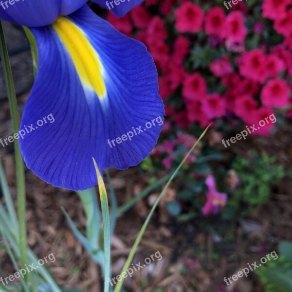 Iris Petal Garden Nature Spring