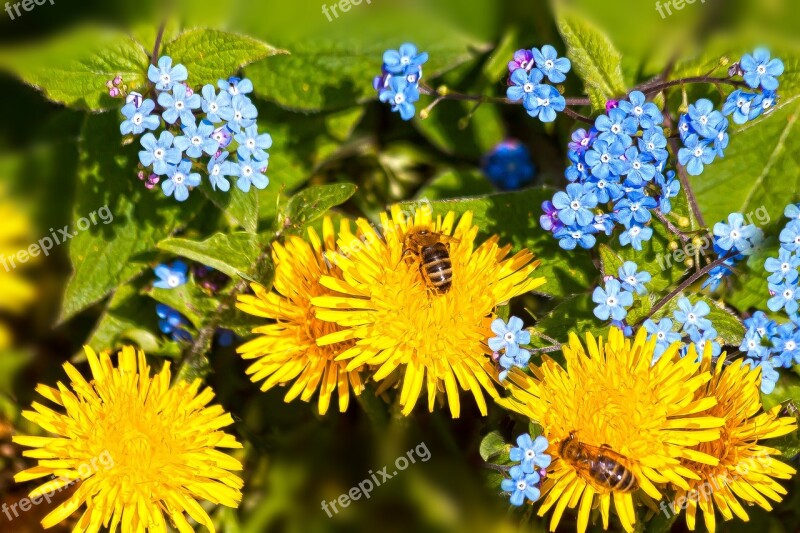 Dandelion Forget Me Not Flora Meadow Nature