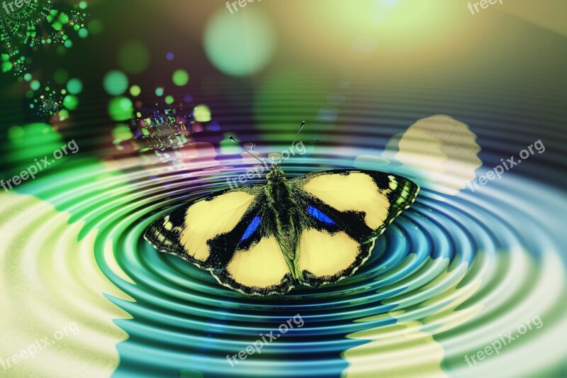 Butterfly Wave Circle Meditation Reflection