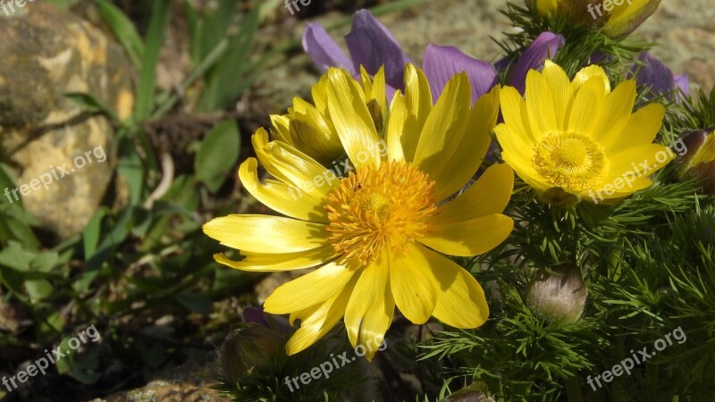 Adonis Vernalis Hlavacek Adonis Flower Detail