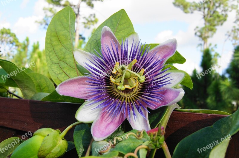 Passion Flower Trellis Vine Garden Ornamental