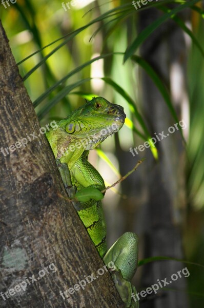 Lizard Garden Jungle Nature Free Photos