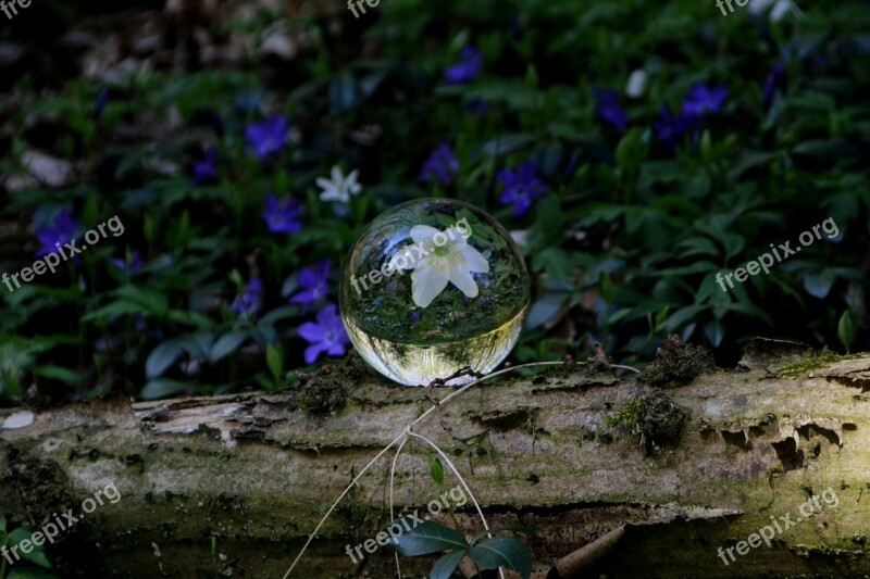 Photo Sphere Flower Mirroring Spring Nature