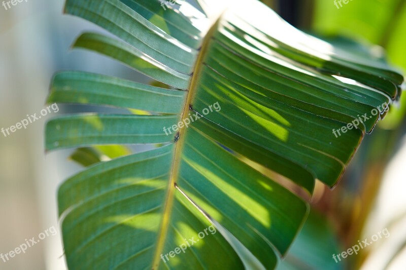 Palm Leaf Exotic Green Vegetation Free Photos