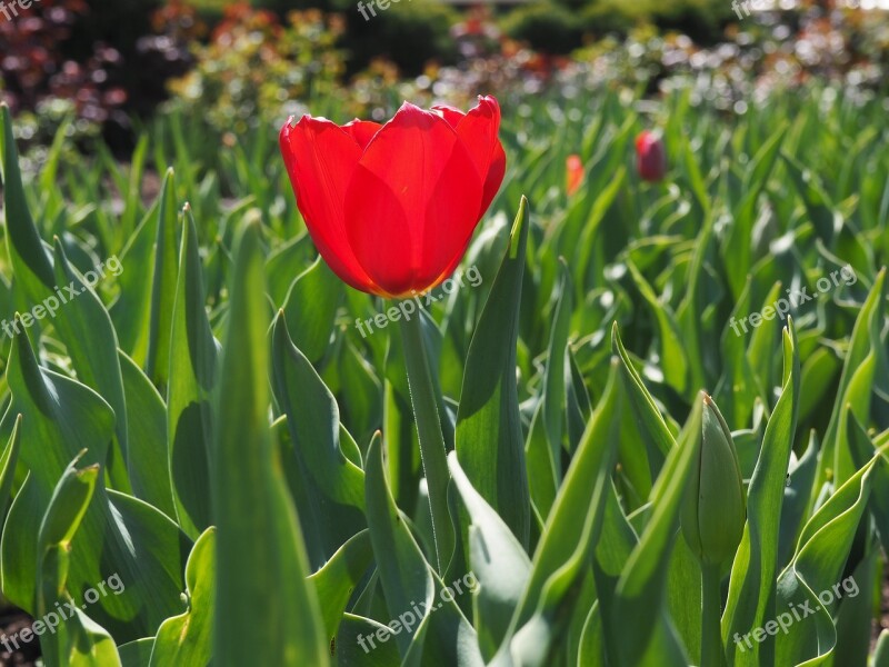 Tulip Red Bloom Bulbs Flower