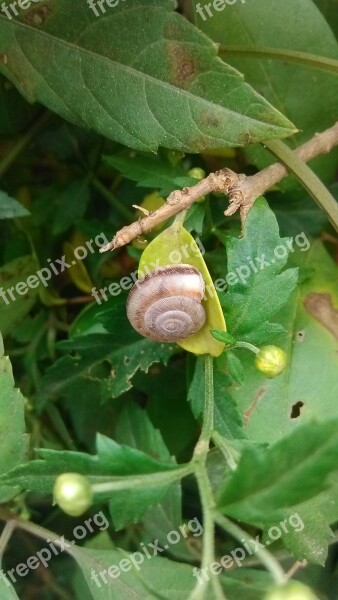 Green Green Leaf Snails Macro Free Photos