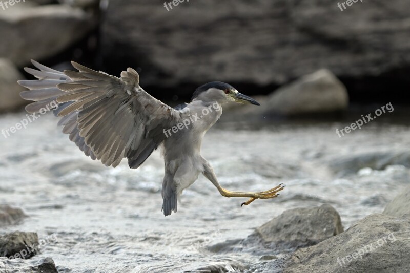 Heron Animal Plumage Beak Wildlife