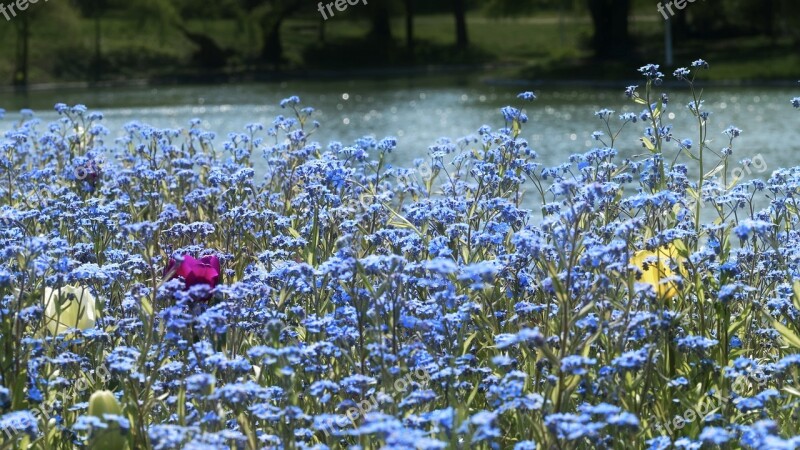 Flowers Nature Spring Flower Petals