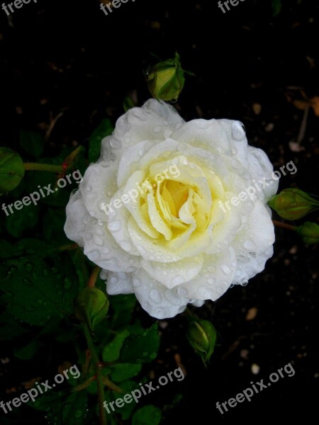 Rose White Rose White Floral Roses