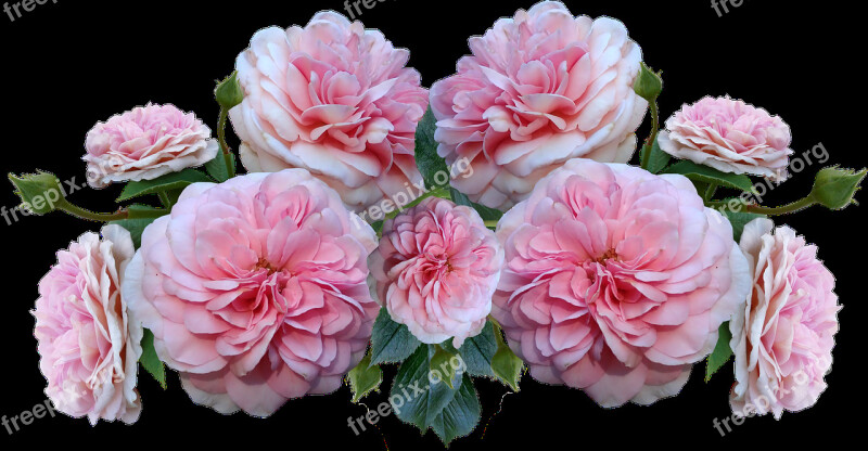 Roses Pink Flowers Arrangement Garden