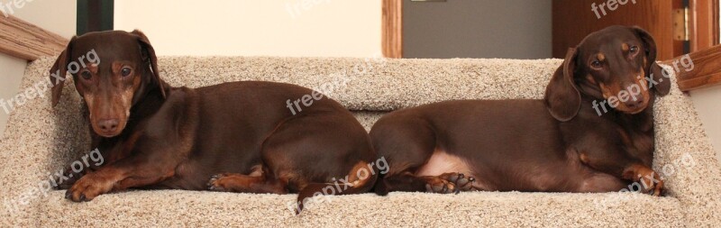 Mini Dachshunds Cute Adorable Brown