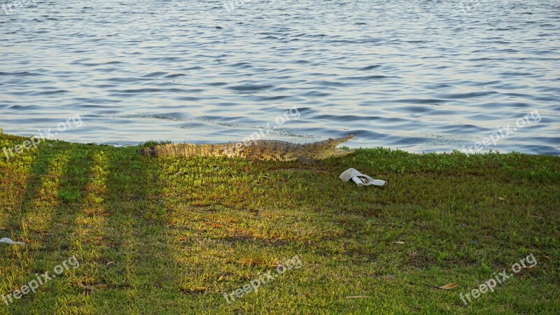 Crocodile Laguna Nature Free Photos